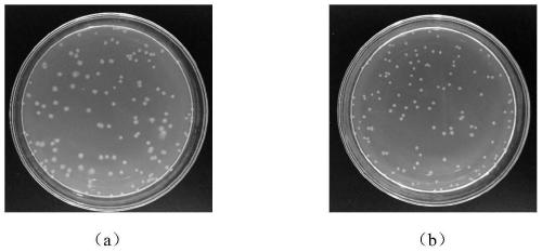 Flower-like zinc phosphate nanoparticle antibacterial material and preparation method and application thereof