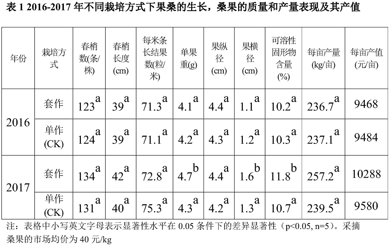 Planting method of mulberry fruit interplanted with water-saving and drought-resistant rice