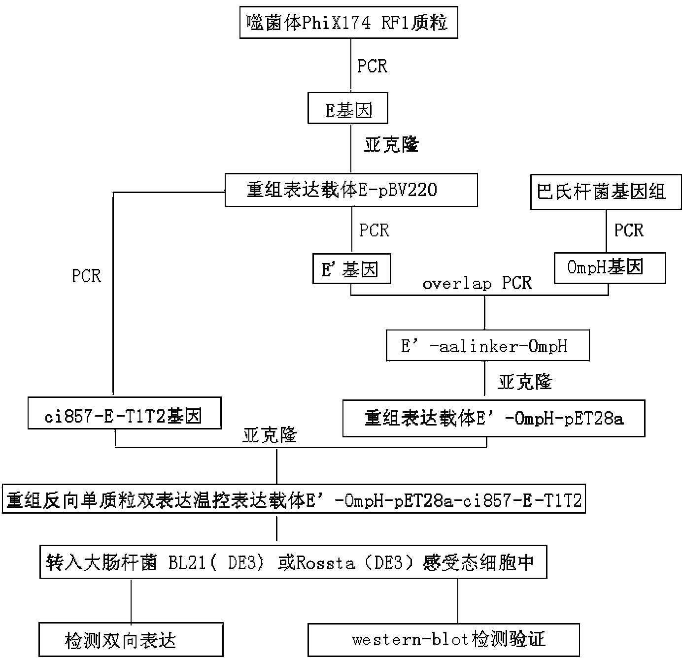 Construction method of bacterial ghost carrier