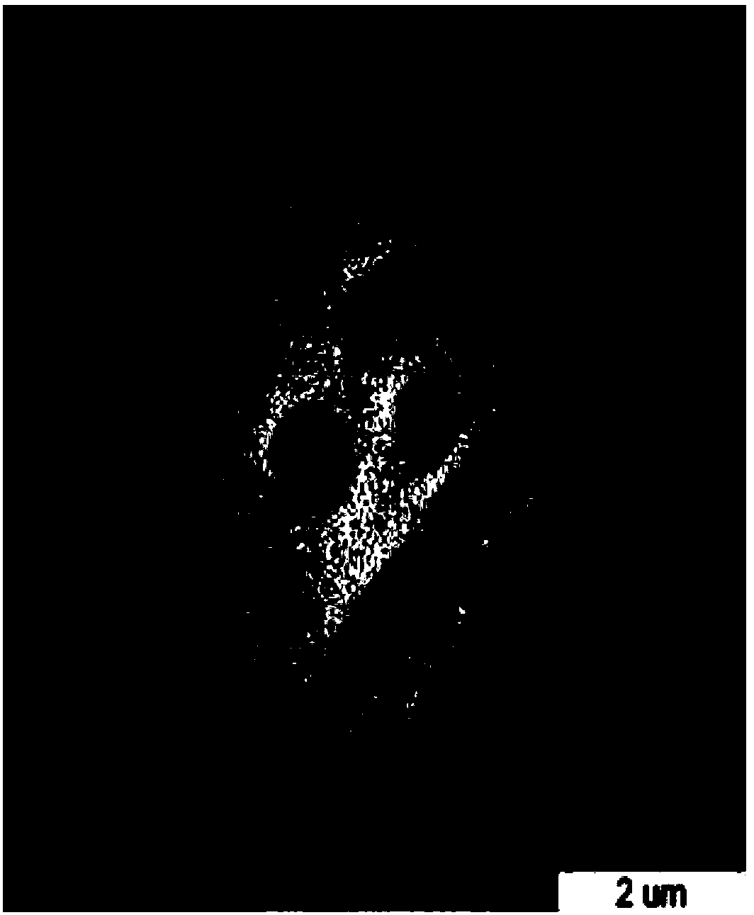 Construction method of bacterial ghost carrier