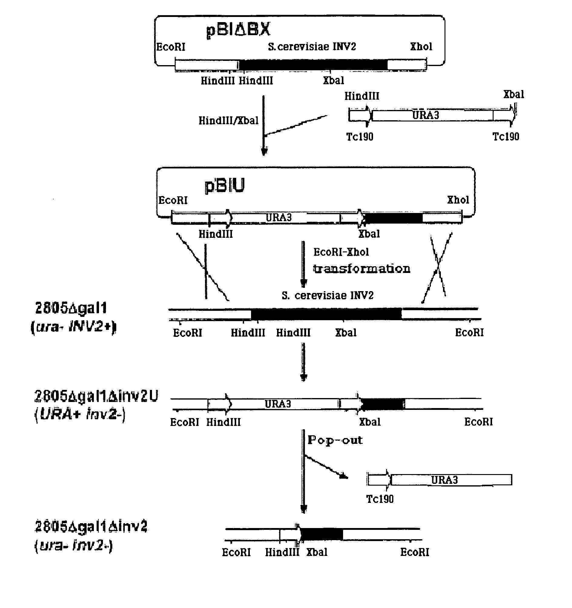 Rapid Screening Method of Translational Fusion Partners for Producing Recombinant Proteins and Translational Fusion Partners Screened Therefrom