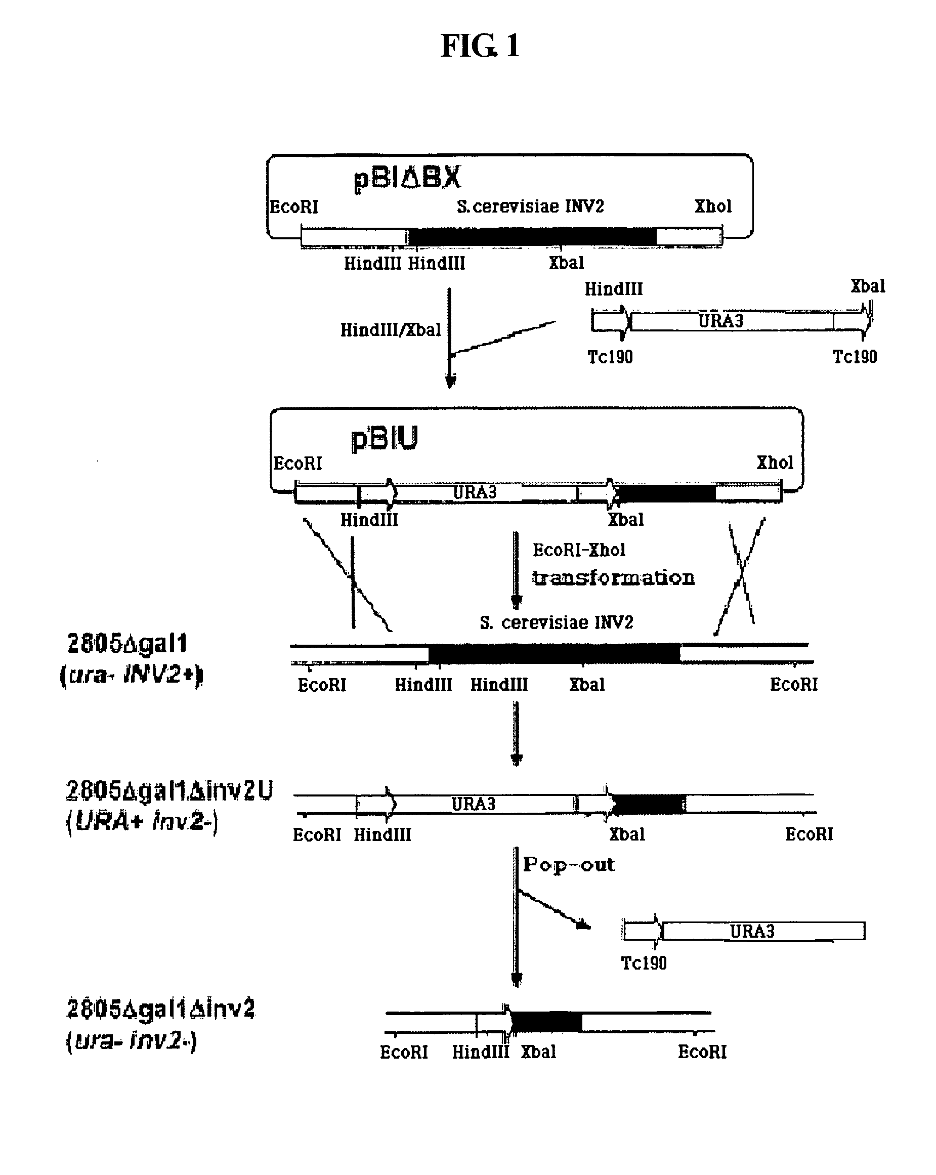 Rapid Screening Method of Translational Fusion Partners for Producing Recombinant Proteins and Translational Fusion Partners Screened Therefrom