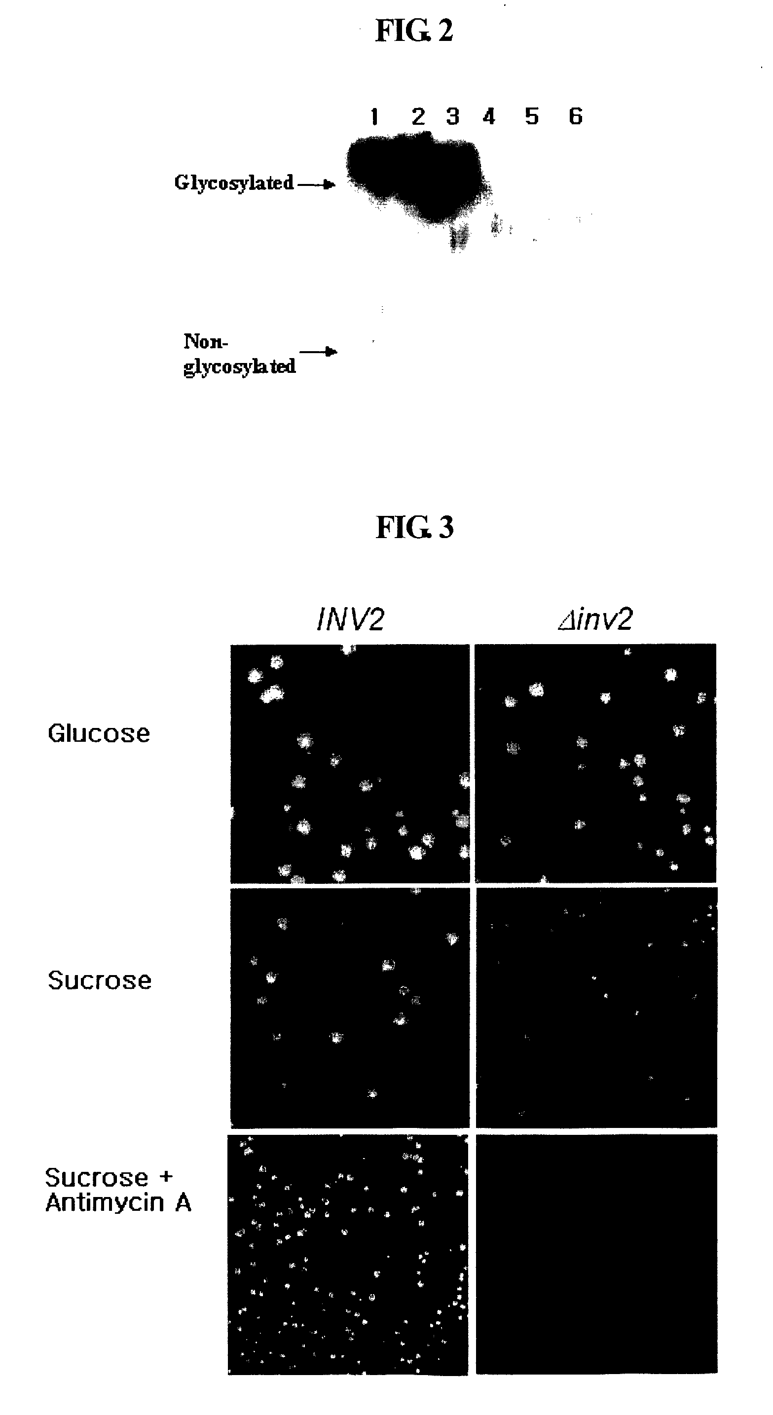 Rapid Screening Method of Translational Fusion Partners for Producing Recombinant Proteins and Translational Fusion Partners Screened Therefrom