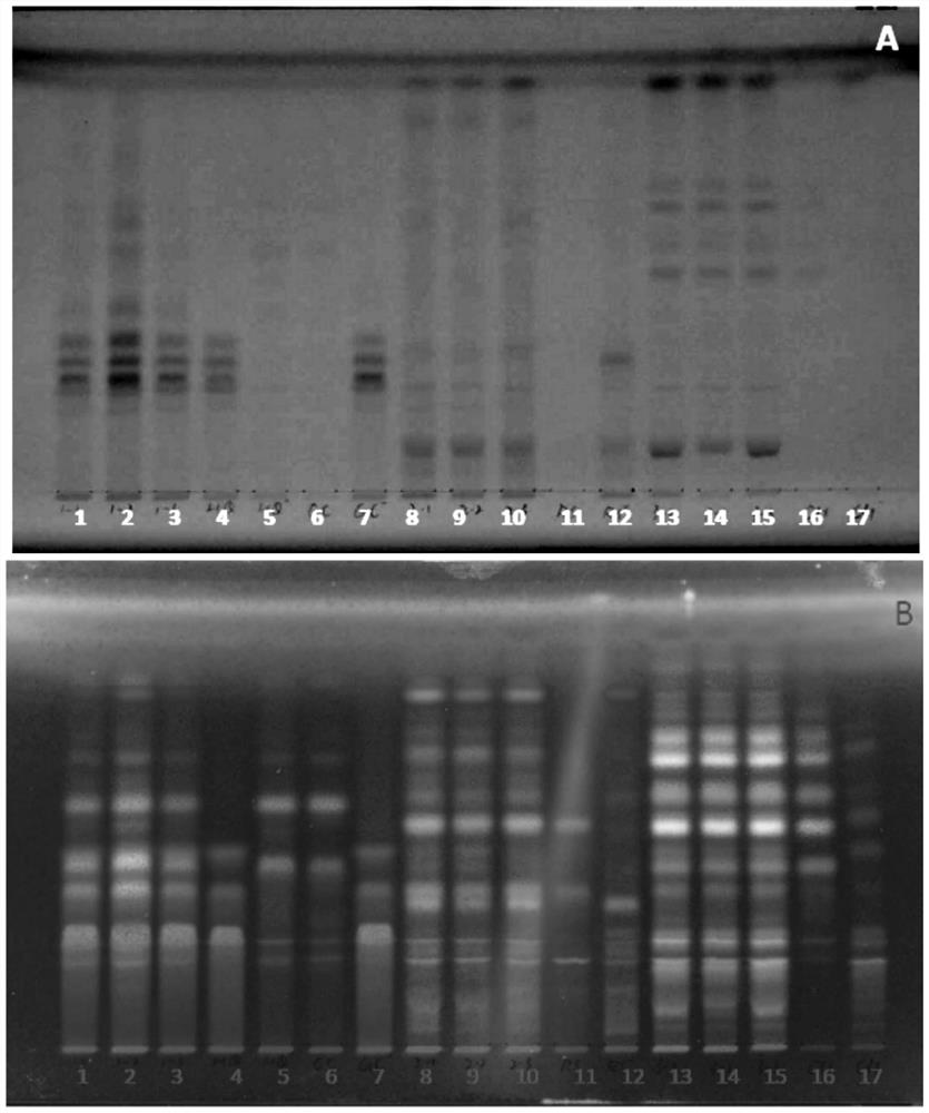 TLC identification method of Xiaobupleurum preparation