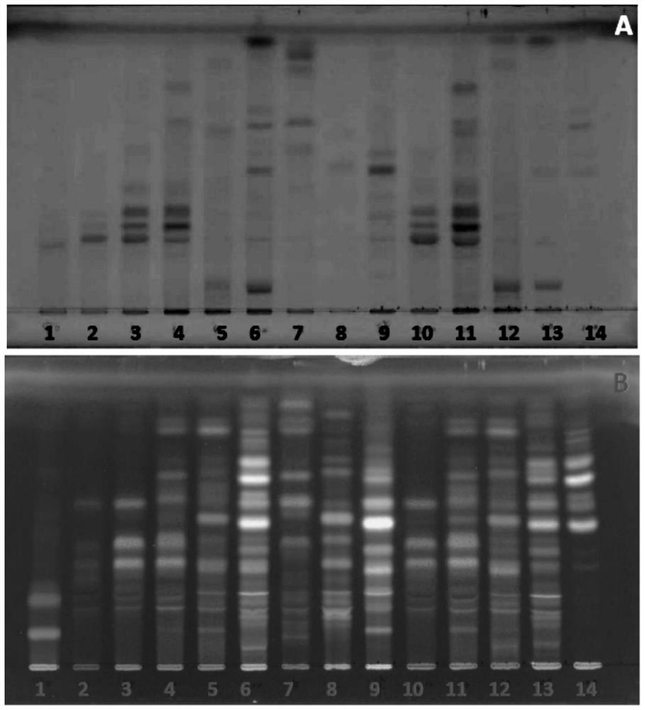 TLC identification method of Xiaobupleurum preparation