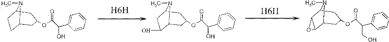 Method for catalytically synthesizing scopolamine and recombinant bacterial strain