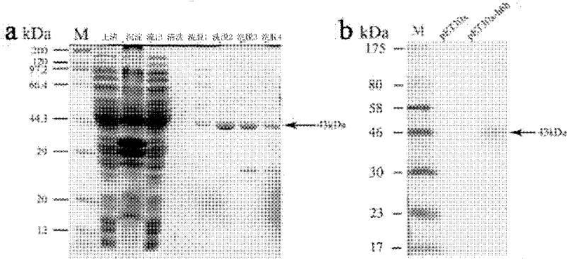 Method for catalytically synthesizing scopolamine and recombinant bacterial strain