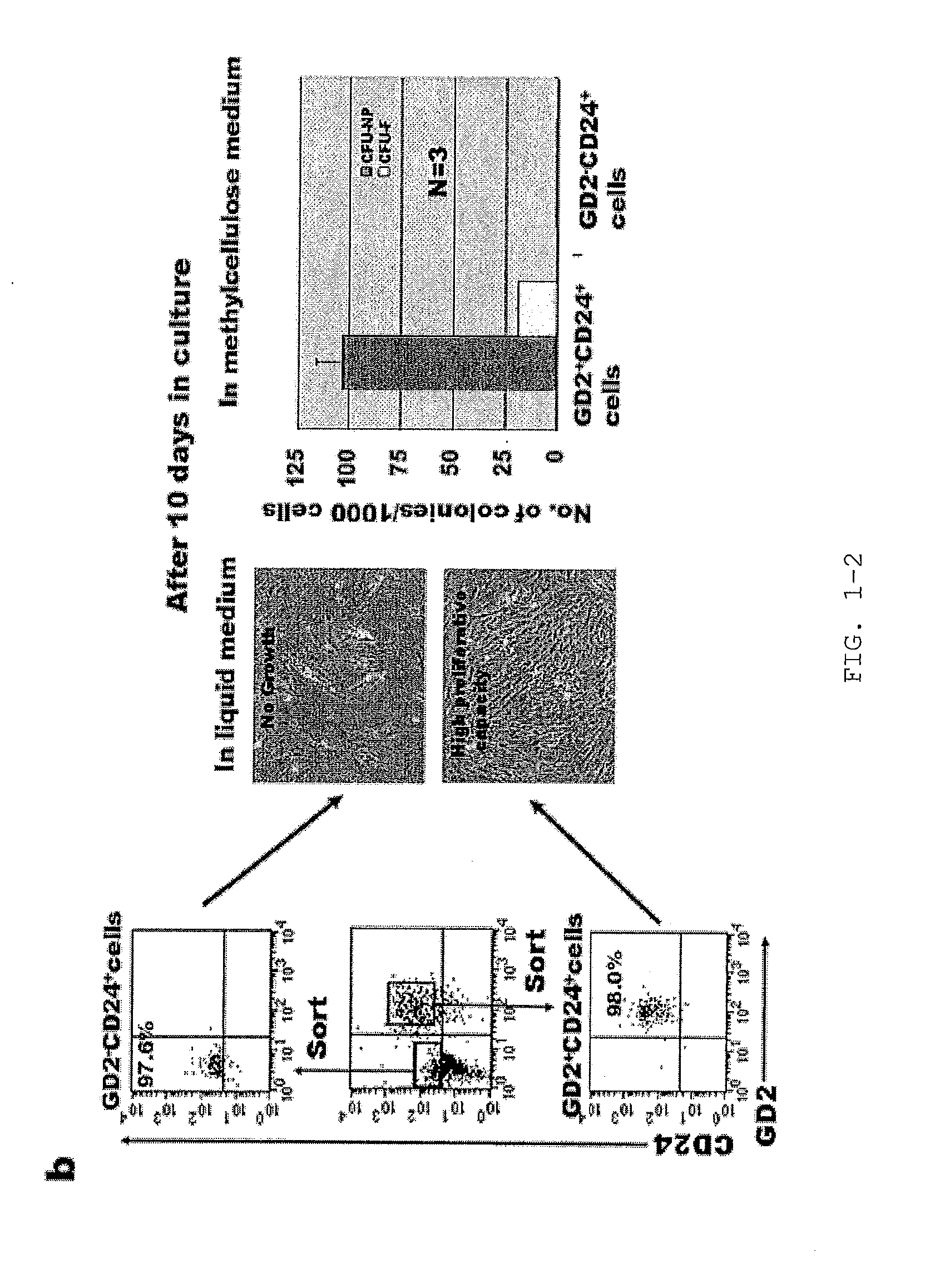 Intervertebral Disc Nucleus Pulposus Stem Cell/Progenitor Cell, The Cultivation Method And Intended Use Thereof