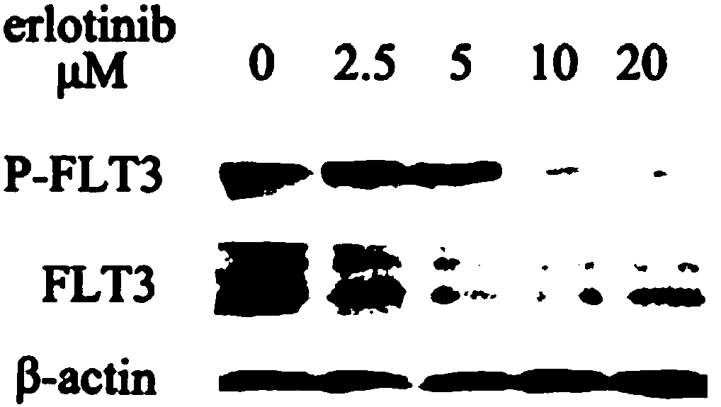 Application of erlotinib in preparation of FLT3 inhibitor-type medicine