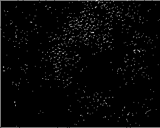 A type of corneal epithelial cells, tissue engineering corneal epithelium, preparation and application