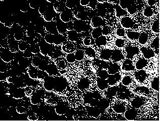 A type of corneal epithelial cells, tissue engineering corneal epithelium, preparation and application