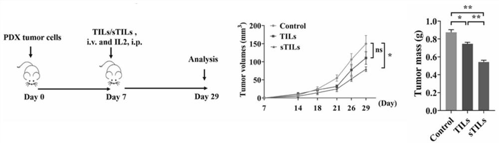 Method for enhancing anti-tumor effect of immune cells