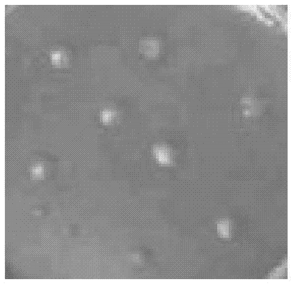 Method for treatment on 137Cs radioactive waste liquid by microbe adsorption