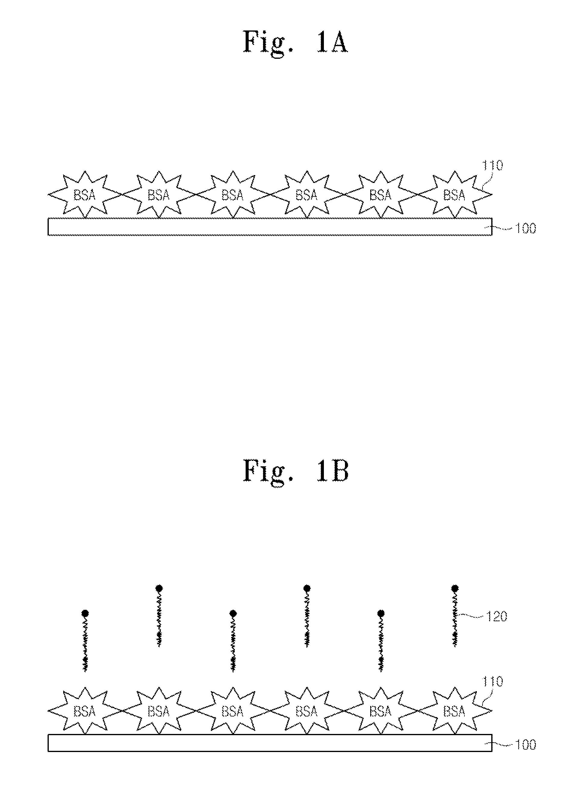 Selective photo-induced protein immobilization using bovine serum albumin