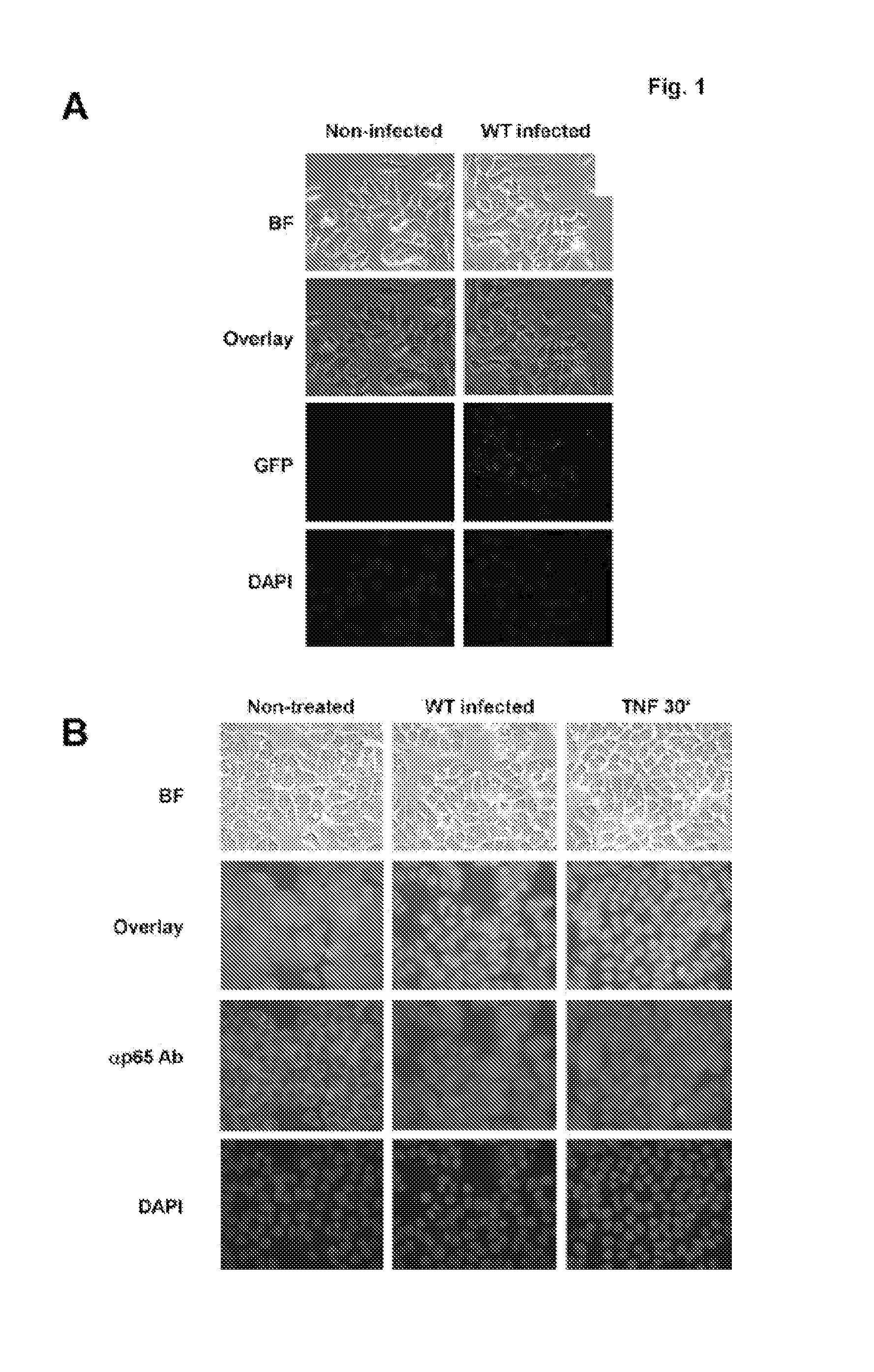 Modulating apoptosis