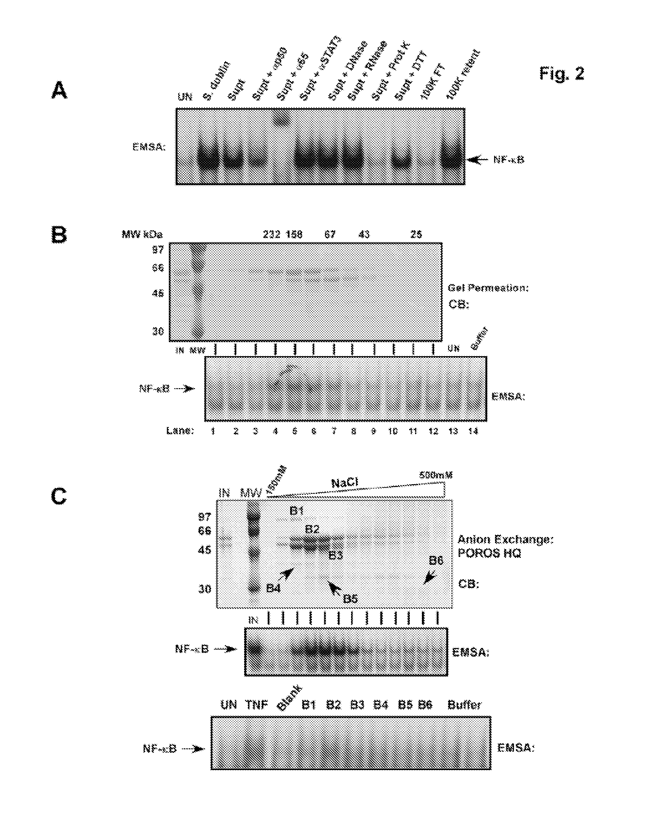 Modulating apoptosis