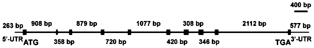 Kelp alpha type carbonic anhydrase gene Sjalpha-CA2 and encoding protein and application thereof