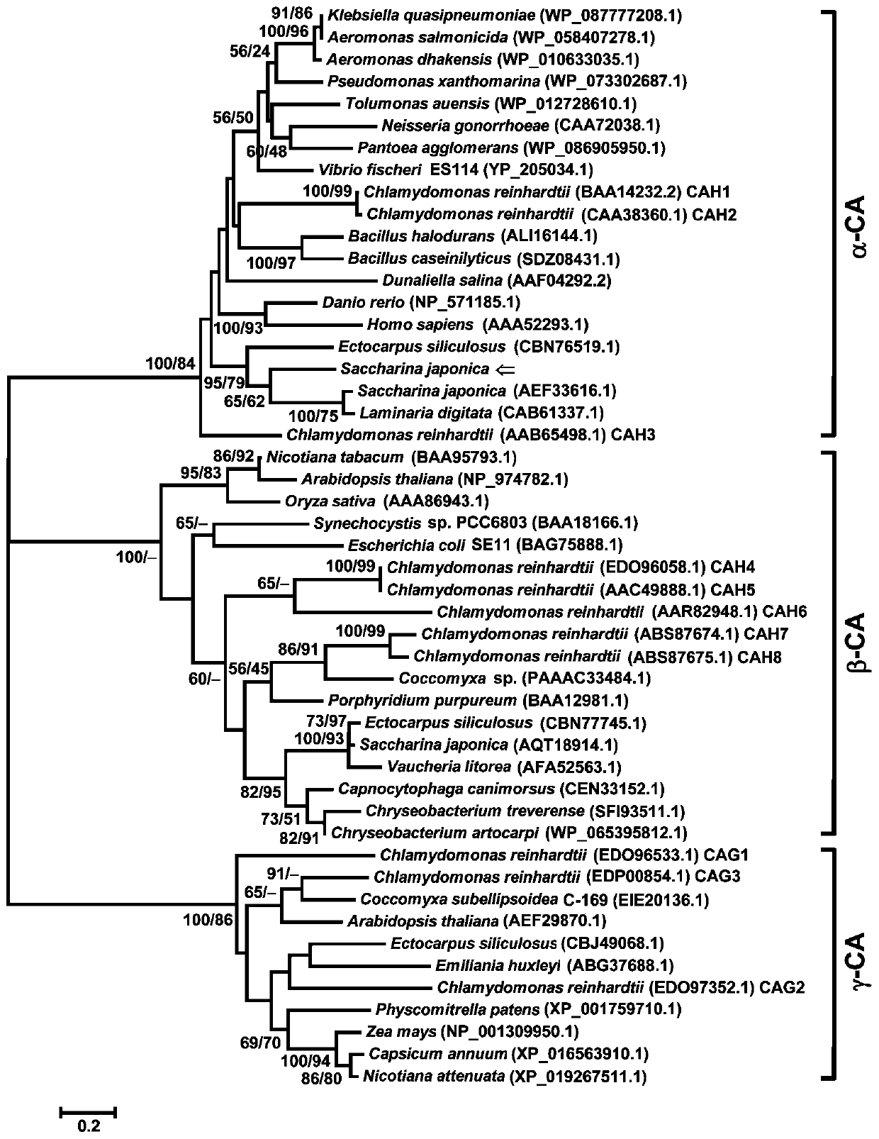 Kelp alpha type carbonic anhydrase gene Sjalpha-CA2 and encoding protein and application thereof