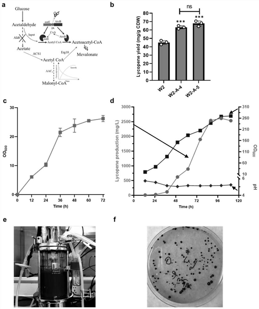 Saccharomyces cerevisiae bred by space breeding technology and mutation site application thereof