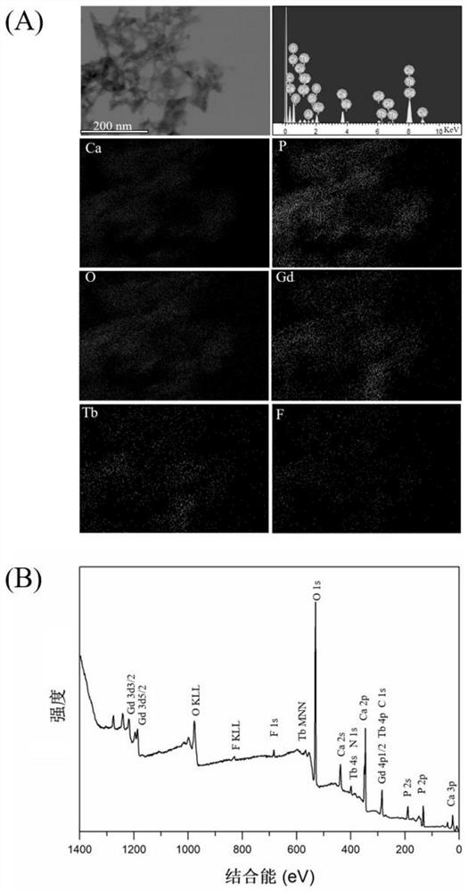 Method for synthesizing bimodal nano-hydroxyapatite by taking nucleic acid aptamer as template