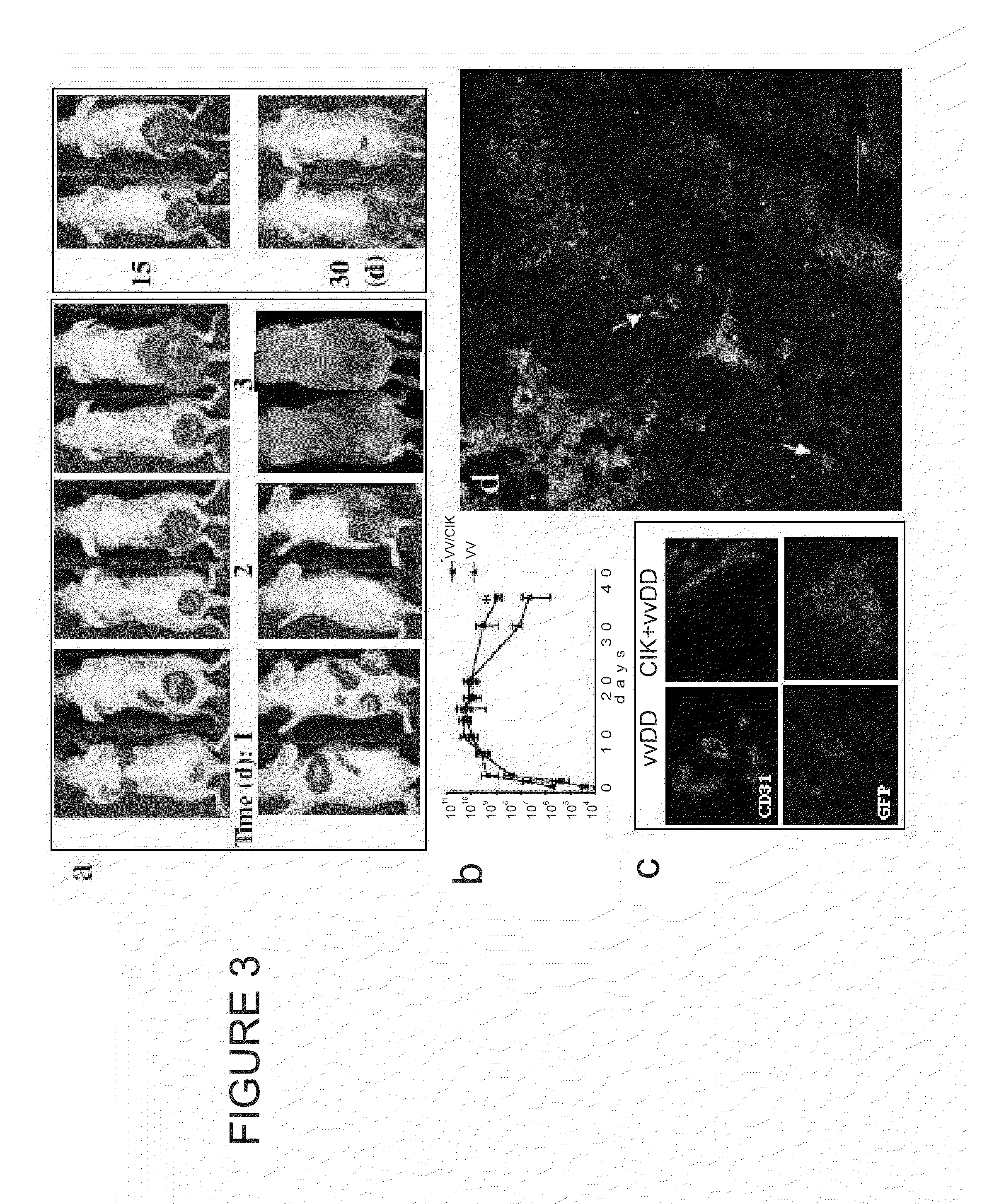 Immune Effector Cells Pre-Infected with Oncolytic Virus