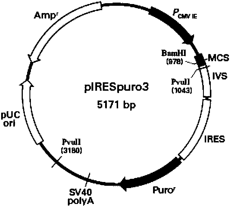 Malignant tumor therapeutic vaccine and composition thereof