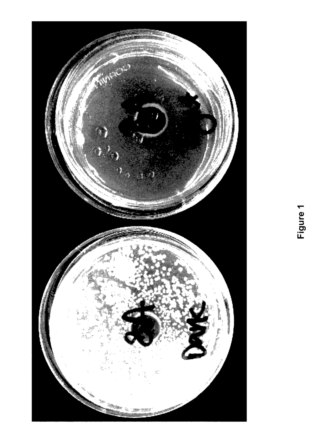 Novel Polygonum Cuspidatum Extracts and Their Use as Photodynamic Inactivating Agents