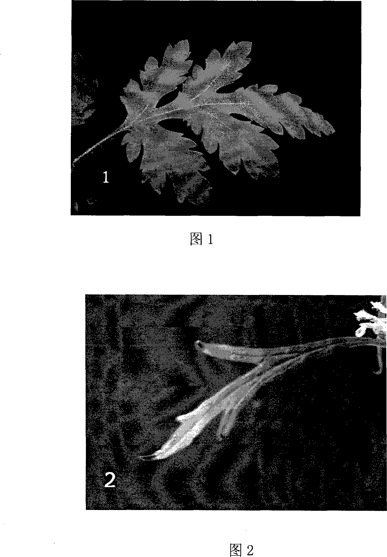 Method for breeding new flower-shaped chrysanthemum