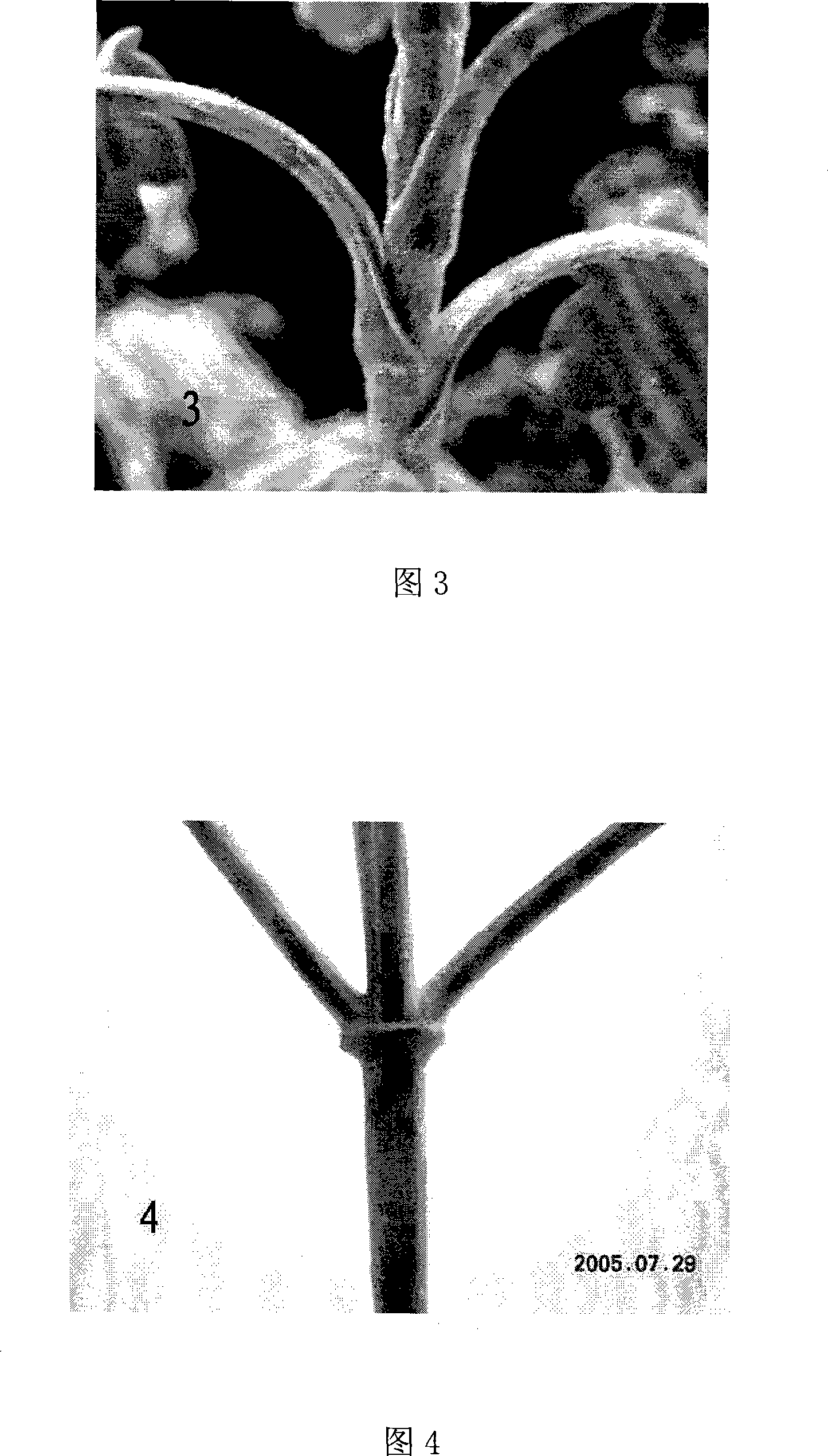 Method for breeding new flower-shaped chrysanthemum