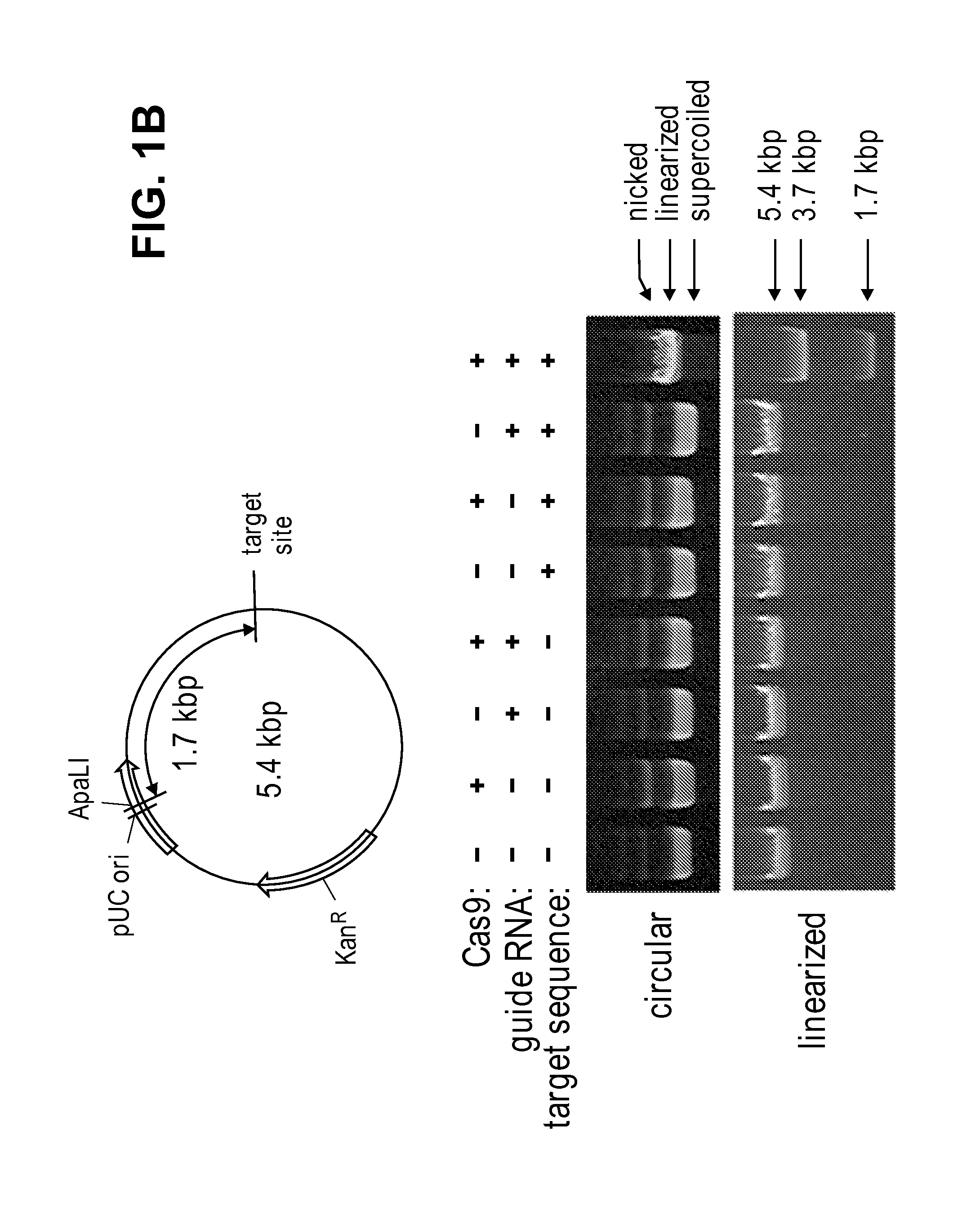 Composition for cleaving a target DNA comprising a guide RNA specific for the target DNA and cas protein-encoding nucleic acid or cas protein, and use thereof