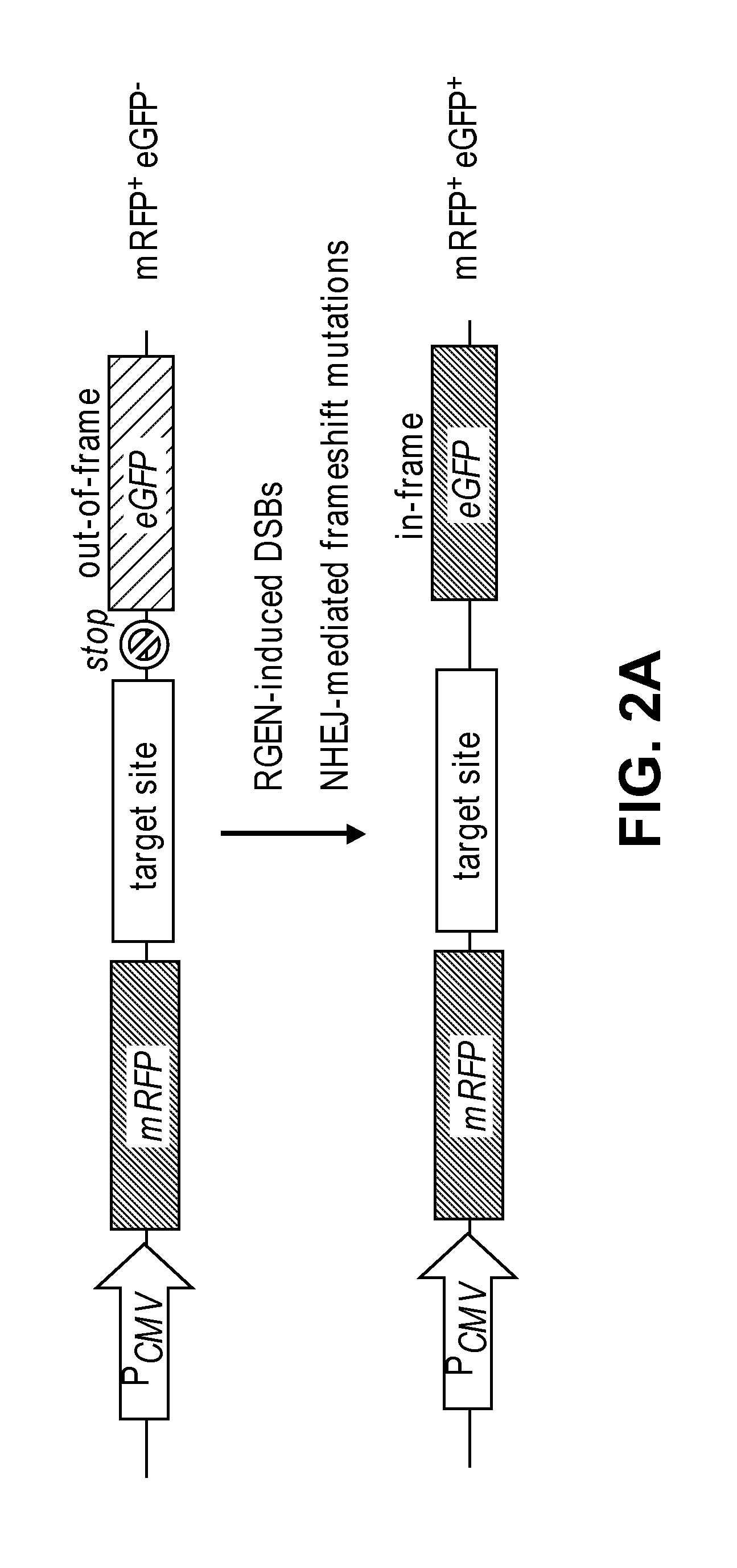 Composition for cleaving a target DNA comprising a guide RNA specific for the target DNA and cas protein-encoding nucleic acid or cas protein, and use thereof