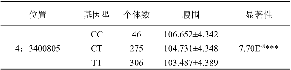 Molecular marker affecting waist traits of Duroc pigs and application