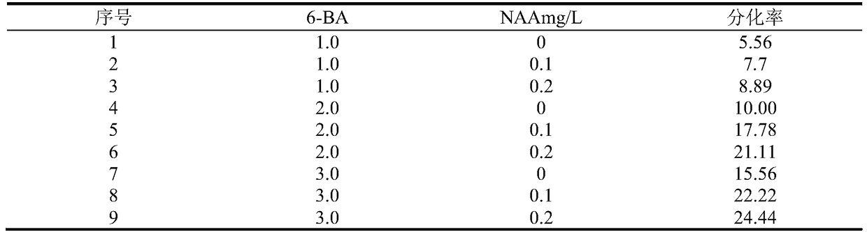 Method for inducing callus differentiation through peony stems