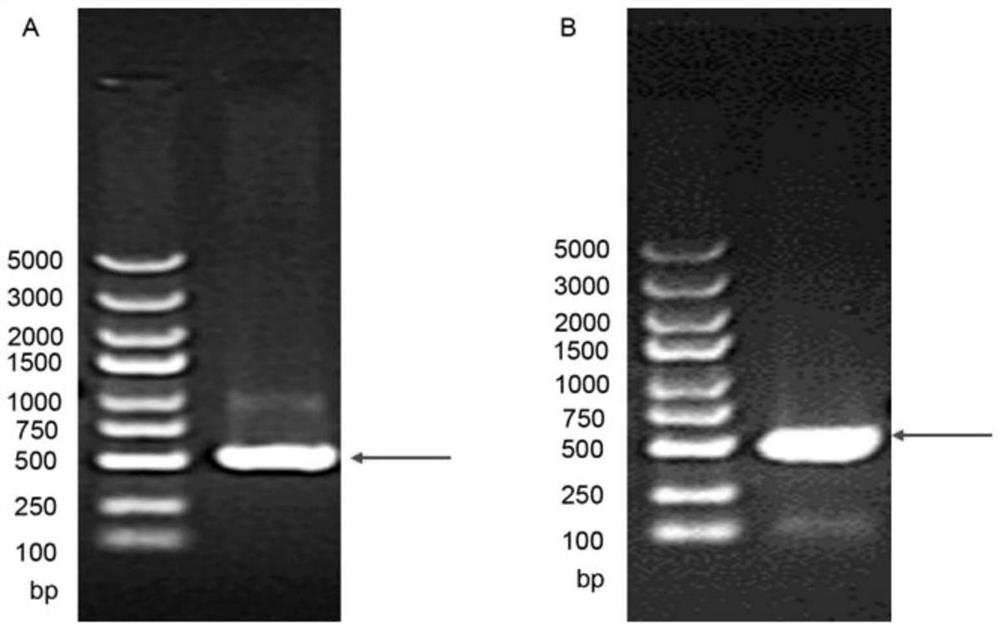 Reg4 protein and application thereof in resisting salmonella enteritidis infection