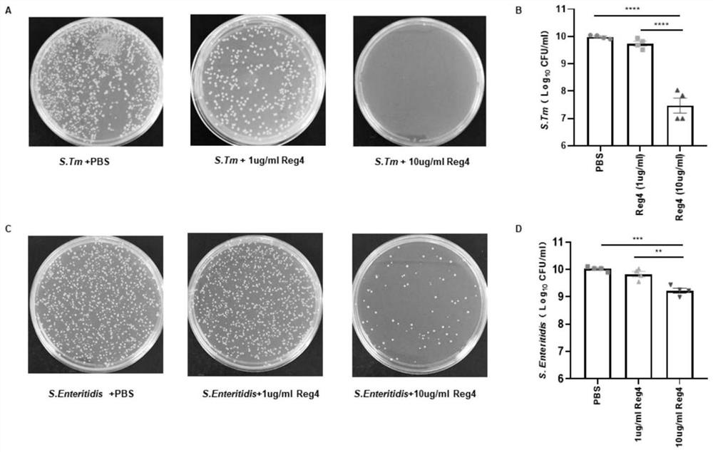 Reg4 protein and application thereof in resisting salmonella enteritidis infection