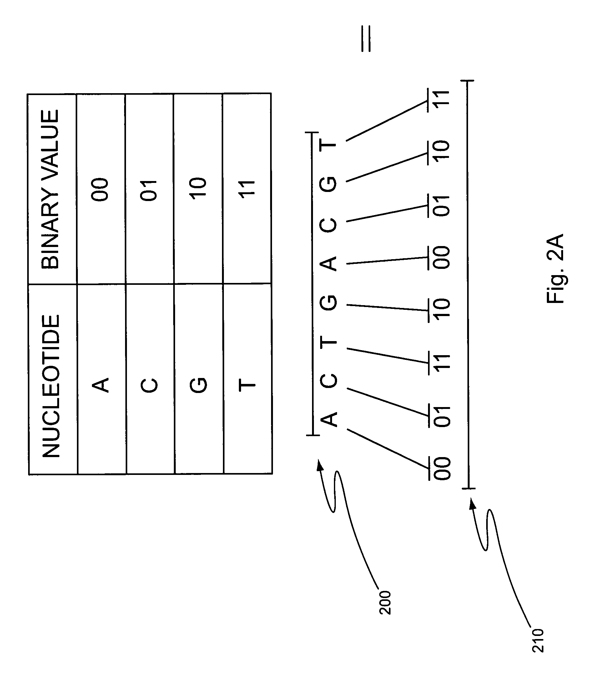 Helicase-assisted sequencing with molecular beacons