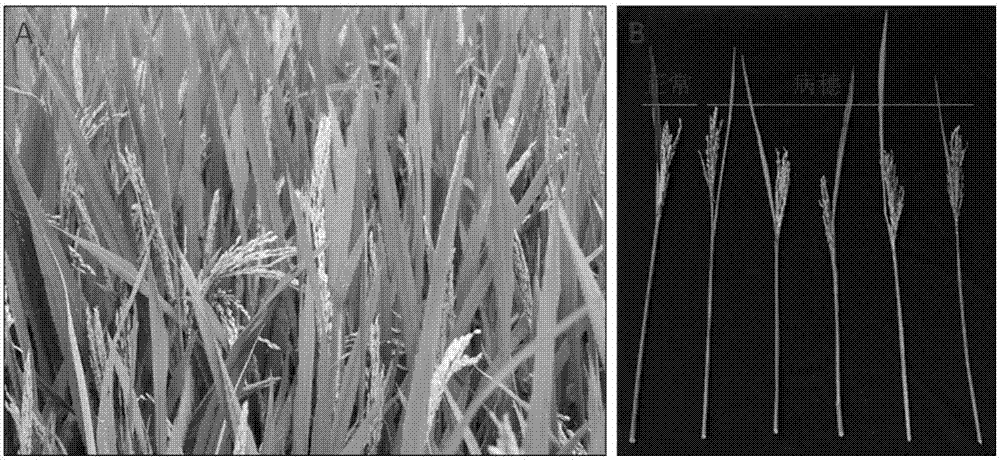 Rapid diagnosis method for rice bacterial fusicoccum sp