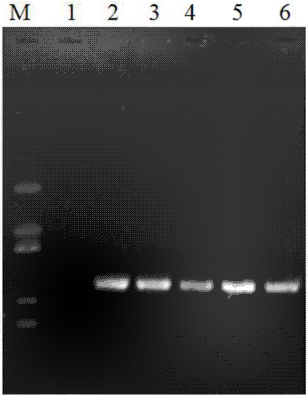 Rapid diagnosis method for rice bacterial fusicoccum sp