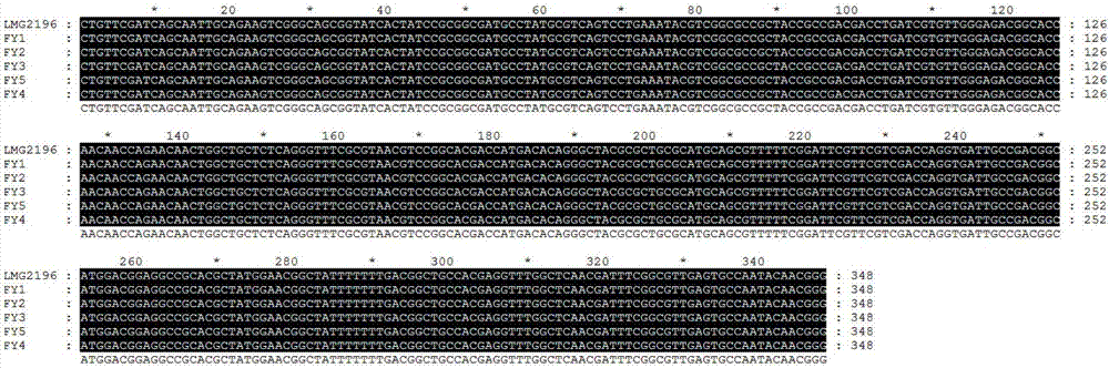 Rapid diagnosis method for rice bacterial fusicoccum sp