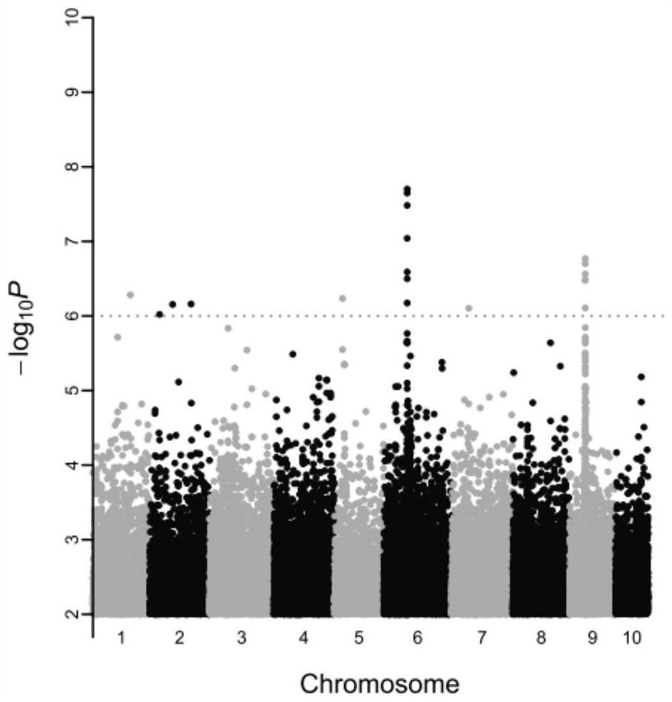 A method for screening oyster parents with high glycogen content and related primer pairs