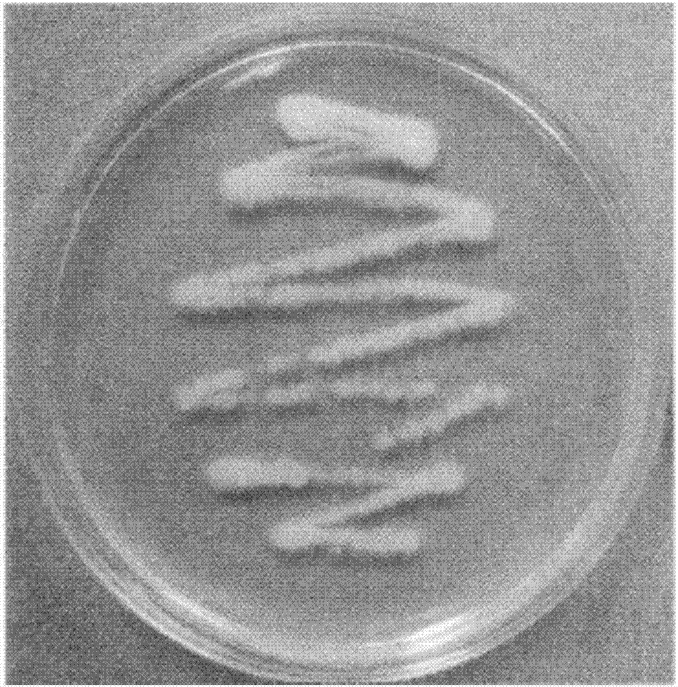 Bacterium strain for producing docosahexaenoic acid and use thereof