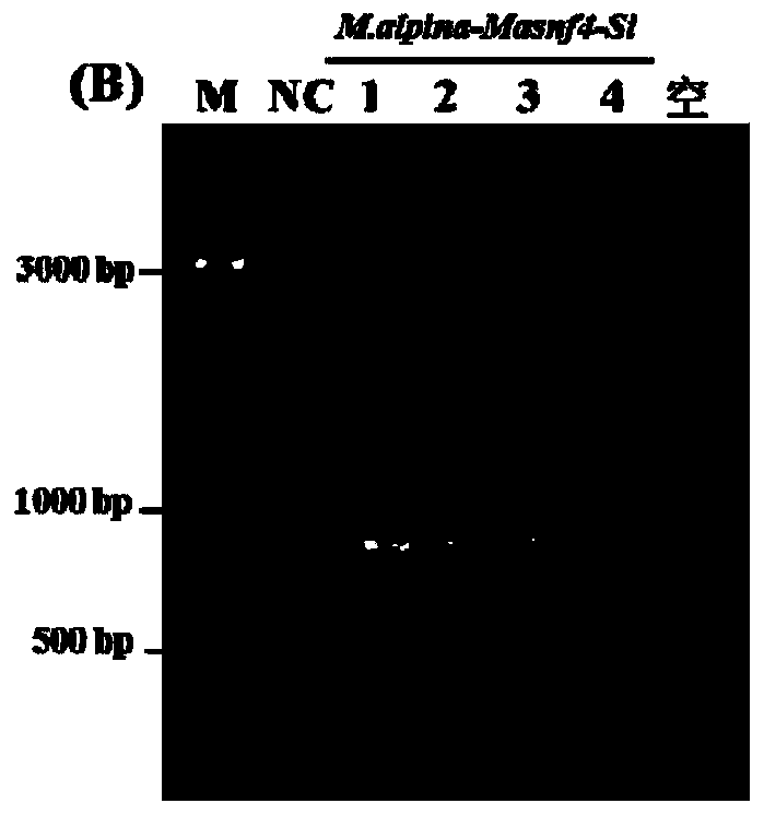 Cane sugar non-fermentation type protein kinase regulatory subunit and application thereof