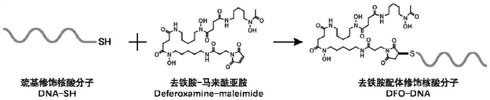 Novel molecular imaging probe for diagnosing malignant colorectal tumor