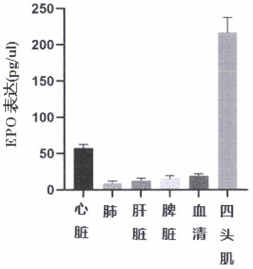 MRNA-fatty acid targeting compound as well as preparation method and application thereof