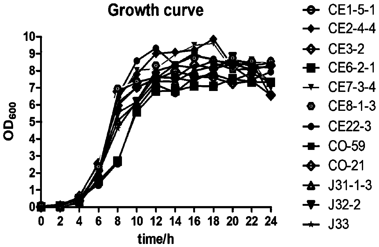 Lactobacillus reuteri LR-CO21 and application thereof