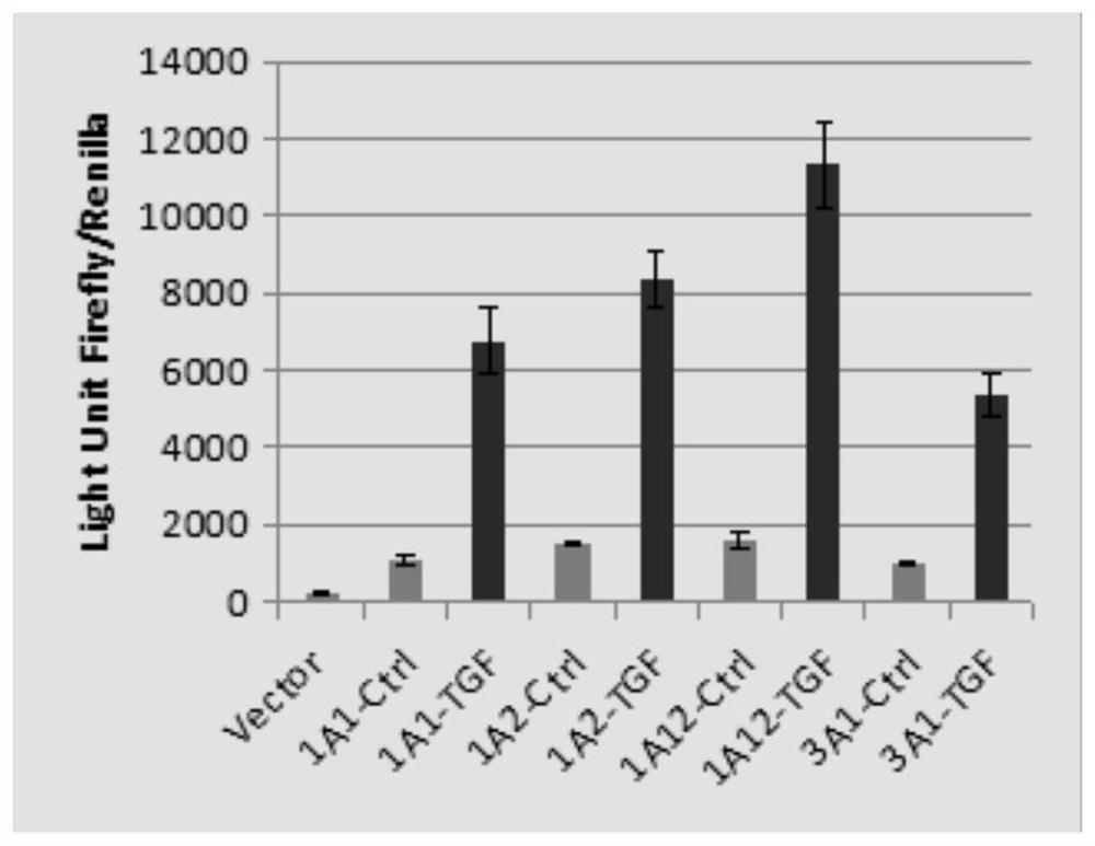 High-throughput screening method for screening collagen transcription inhibitors for the treatment of organ fibrosis