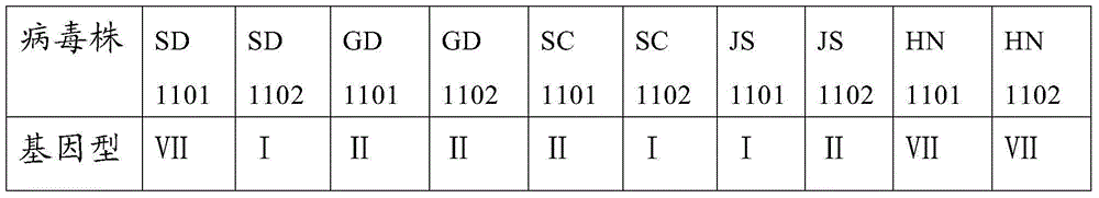 Gene VII-type newcastle disease virus strain, vaccine composition thereof and preparing method and application of vaccine composition