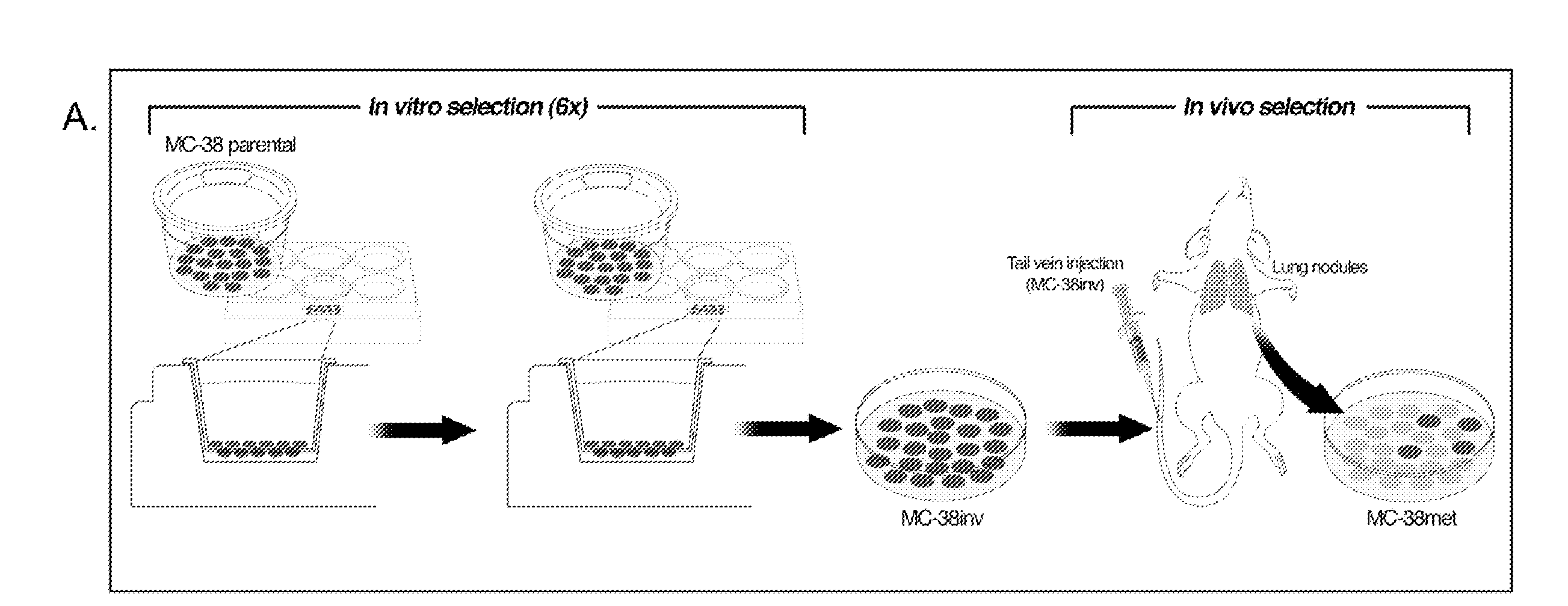 Gene Prognosis Predictor Signature for Colorectal Carcinoma