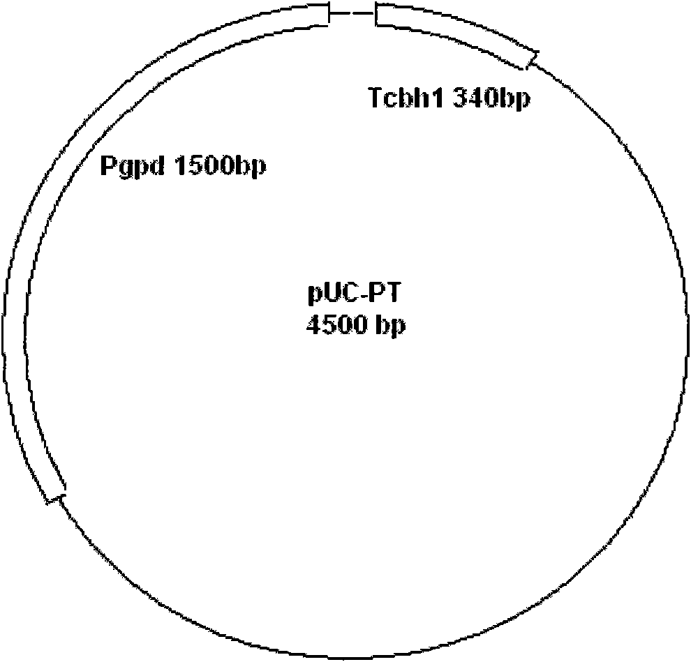 Trichoderma reesei expression cassette, recombinant strain and application thereof