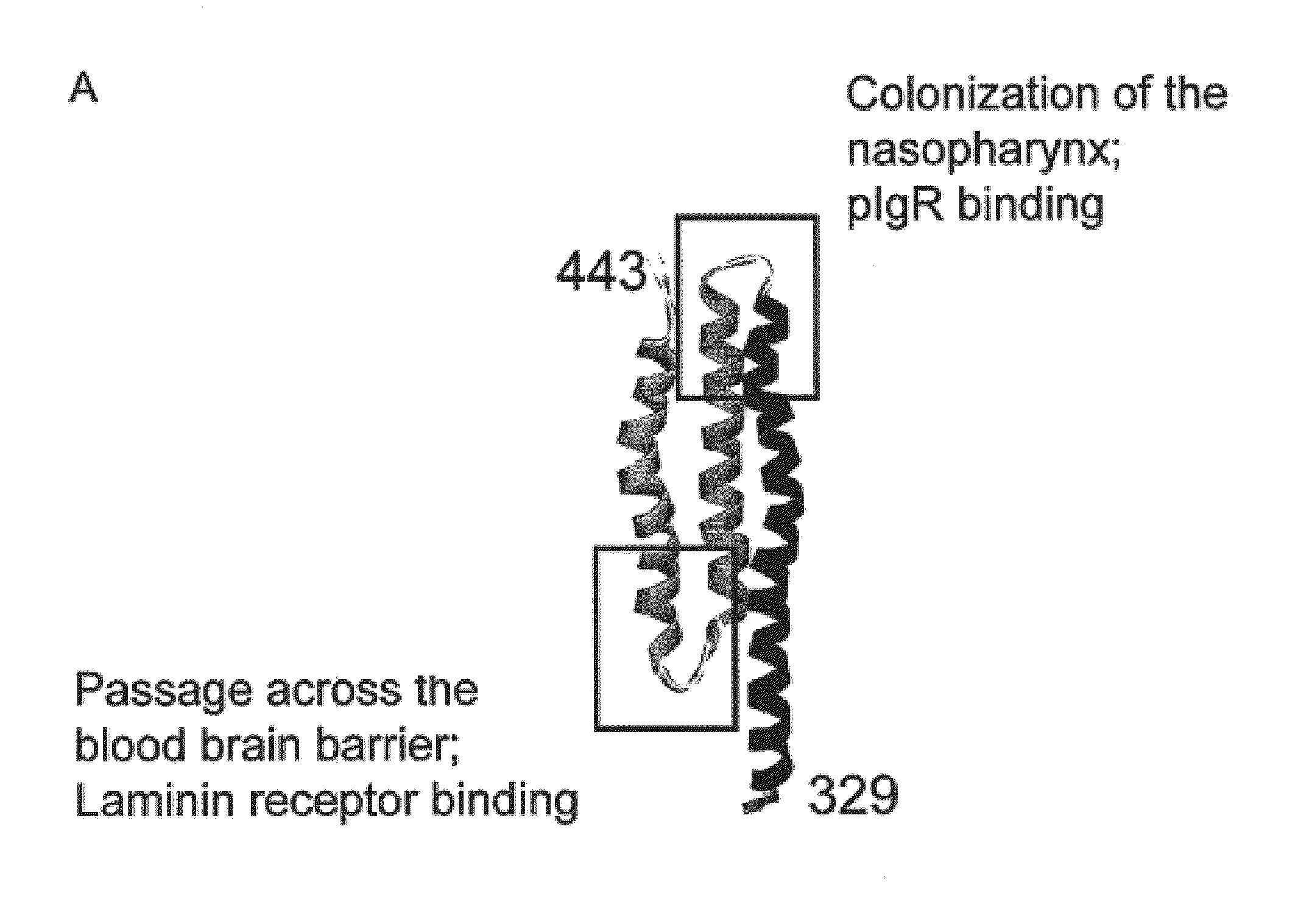 Synthetic streptococcus pneumoniae vaccine